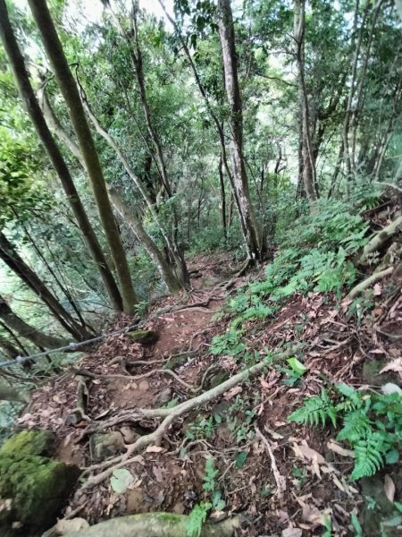 關西赤柯山、東獅頭山步道2262834