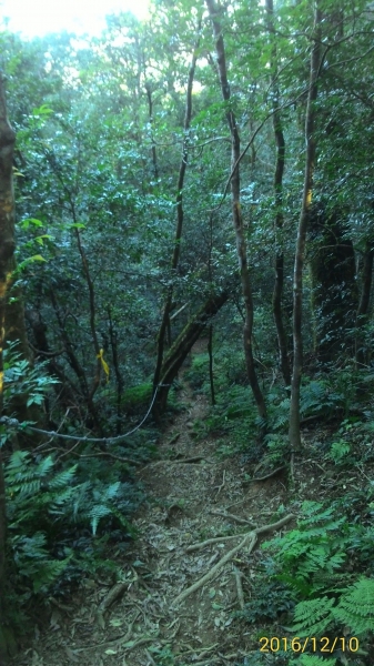 20161210新竹高台山,小中大島田山79317