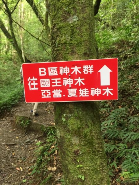 尖石鄉神木群B區386512