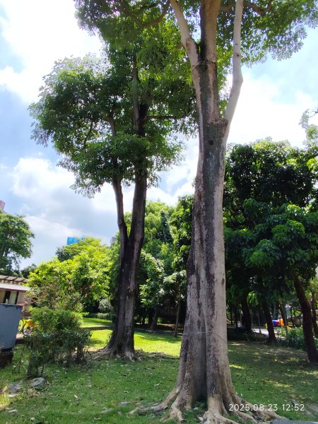 大稻埕、大港墘公園、瑞陽公園、碧湖公園步道【臺北健走趣】2874224