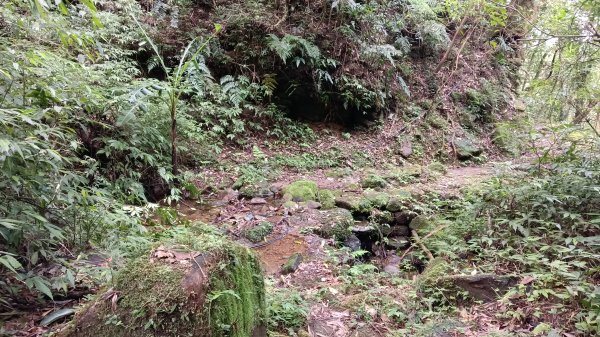 雙溪區溪尾寮古道-藤寮坑古道O型3114505