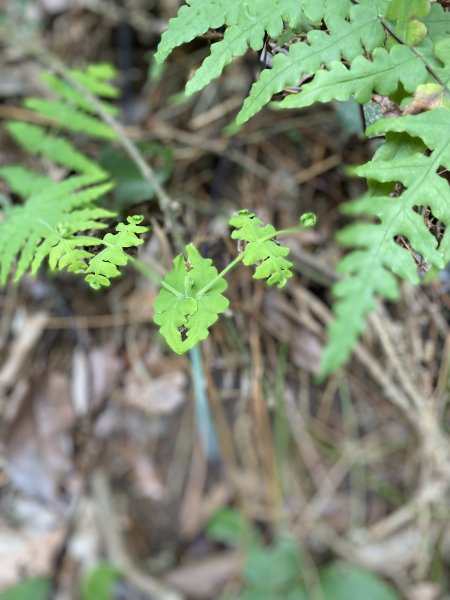 《中正山 × 紗帽山｜穿越北投古道與山林的一日縱走！》2935009