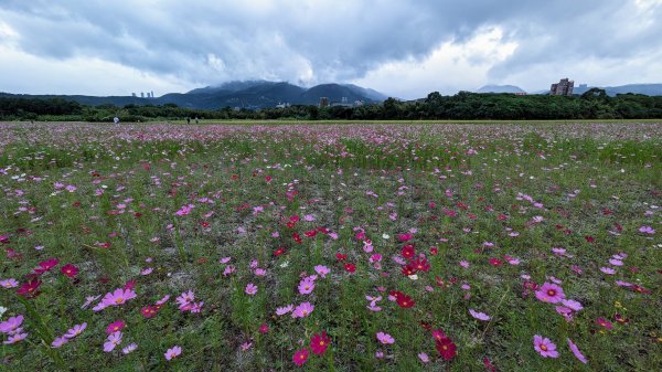 關渡花海,大龍峒孔廟,保安宮,迪化街2345348