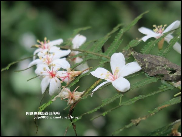 小粗坑古道賞桐花582241