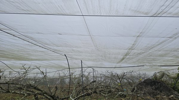 【馬年走馬山，馬到就成功！】🐴馬年馬路要走，馬那邦🏔️也要登！O繞11K，爬升900M，🥾腿在2977175