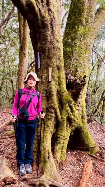 🌈1/18（日）忘憂森林×金柑樹山×溪頭天文台✨FB：熊熊趴爬走🌈2983963