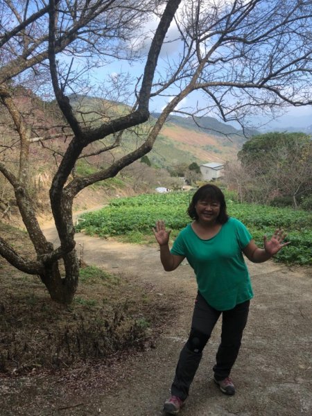 驚驚車程的九份二山之賞梅趣503669