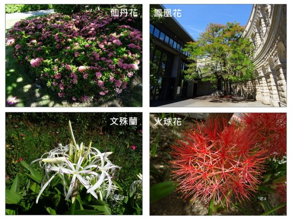 亞洲大學/六月的花豔981724