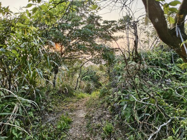 [百山百鳥尋旅-13/15] 2025_0929 圓覺寺步道2900799
