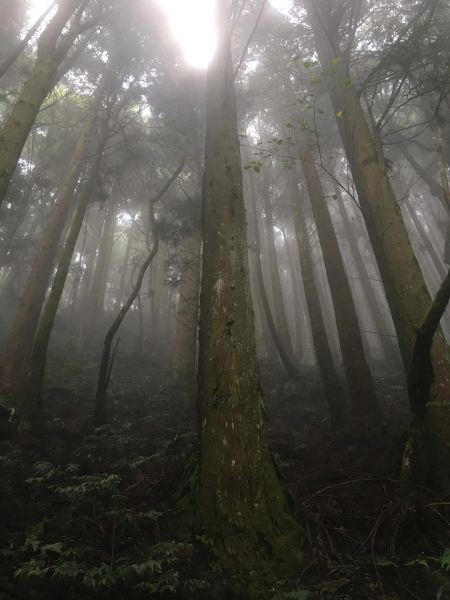 觀霧檜山巨木森林步道171731