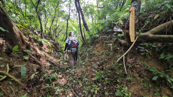 艋舺崙古道上新路尾山連走大平林山古厝O走3102733