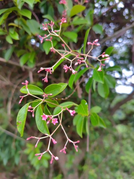 龍過脈森林步道2783805