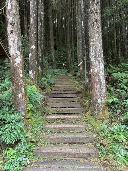 青龍蕨類步道連走越嶺古道1886684