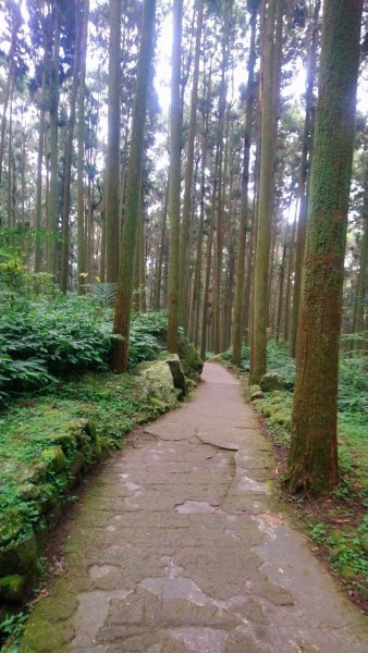 溪頭天文台登山步道、神木步道1523952