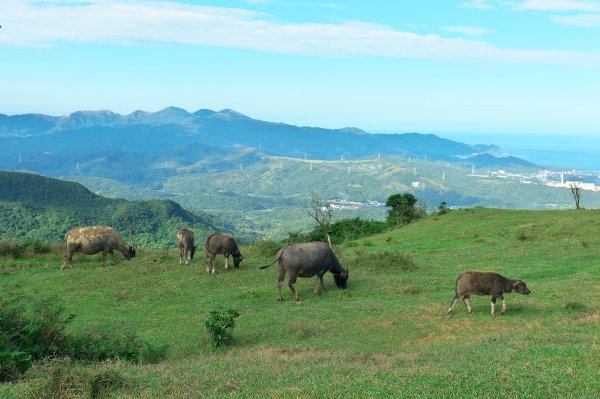 大嶺、草嶺古道大O型1523631