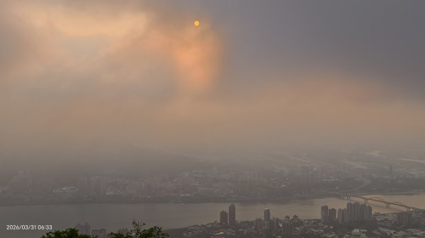 #大鳳蝶 (雌無尾) #綠繡眼 #頂湖小鎮 #紫藤 #觀音山 #日出 #天元宮 #吉野櫻 3/313026504