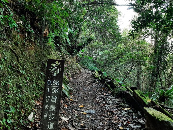 百大必訪步道 蕨類天堂 森林癒1823943