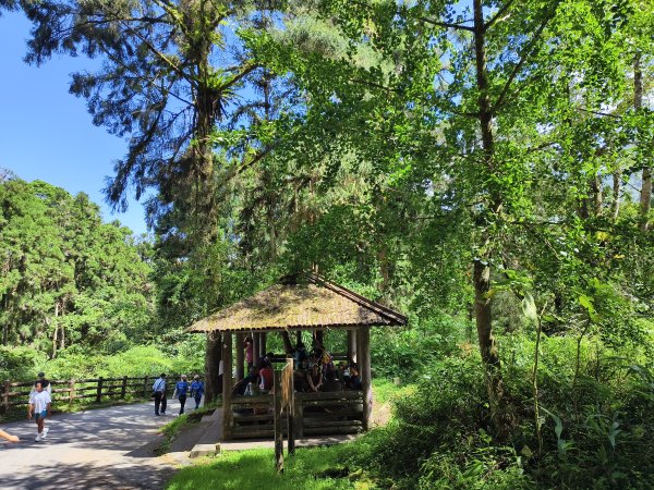[百山百鳥尋旅-05/15] 2025_0830 溪頭賞鳥步道_銀杏步道2875523