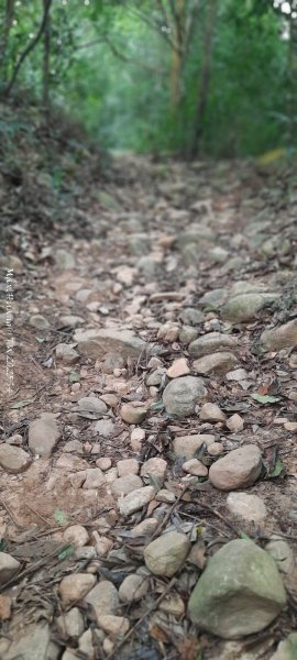 《苗栗》霧雨寒流｜三義三角山步道202512252969201