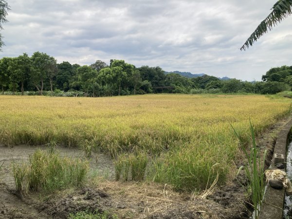 南埔村觀音步道+挑水壢古道2550256