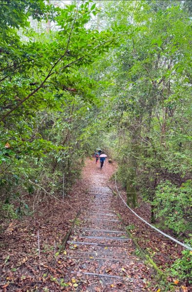 觀霧瀑布 賞鳥步道2926788