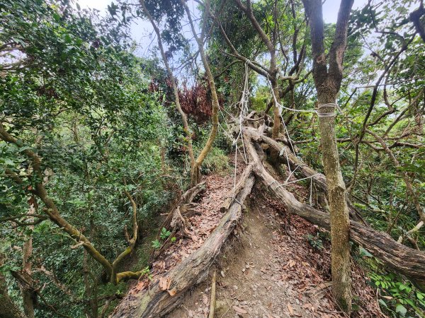 20250223田中大小劍與橫山2939833