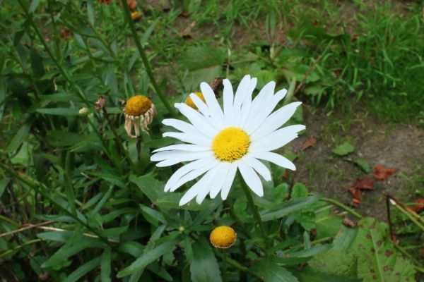 初探玉山國家公園塔塔加193697