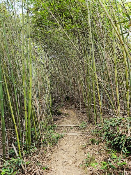 (天上山系)望月亭桐花-2025微笑山線大縱走尋寶集章任務2870340