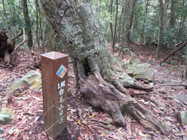 20200321-白毛山886568