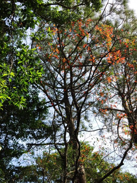 沐浴佛法的獅山古道506953