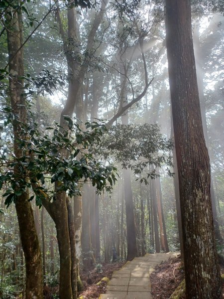 【雲林古坑】療育綠廊。 雲嶺之丘 x杉林步道x五元二角2760586