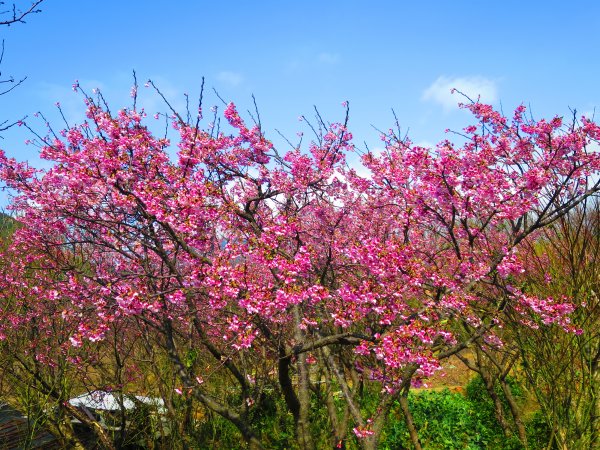 【2022櫻花季】陽明山平菁街櫻花季開跑1586035