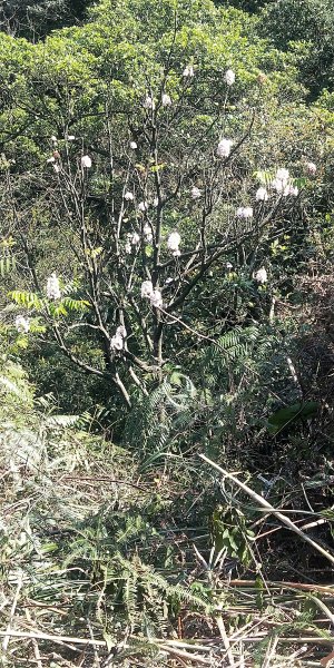 基隆國家新城樂利山，國寶鐘萼木開花惹1281529