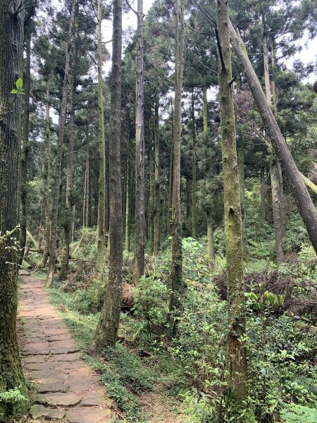 春天團康風擎步道843194