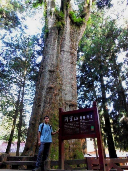 【春夏之際】巨木之美18428