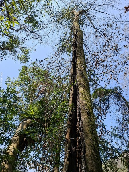 《台中》巨人之手｜雪山坑環線步道202603223021456