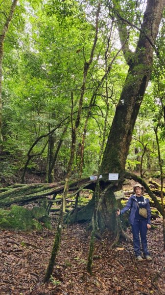 【中級山縱走】觀雪縱走（雪見大板根，仰天神木，北坑山，司馬限林道）2741259