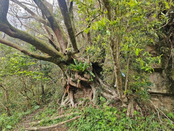 20241222冷飯坑山-楓子林山-烏月山群峰-昇高坑山-竹麻寮山2674711