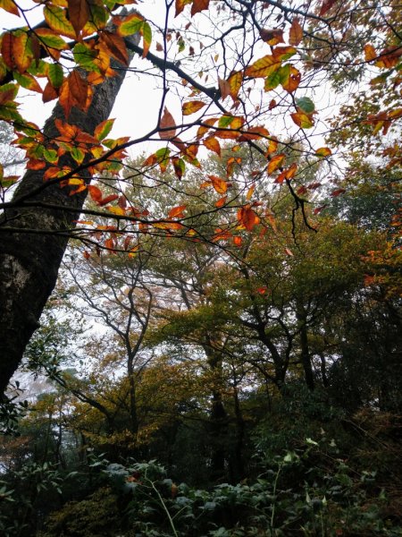 美呆～金黃山毛櫸的饗宴（樂佩、卡保稜線）1155381