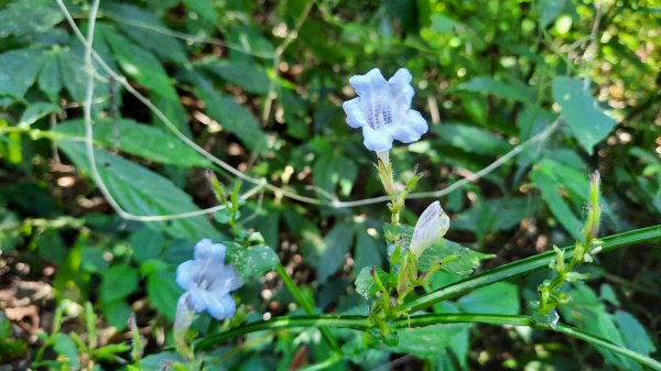 《南投》竹林台灣杉｜溪頭山竹崙山志騰山O繞202302182035920