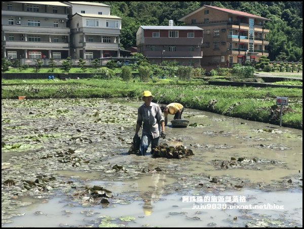 新北。雙溪荷花園｜免門票還有稼日蒔光小市1008052