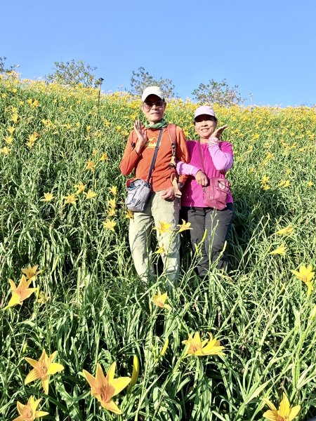 虎山巖賞金針花順撿基石    2025.5.142789443