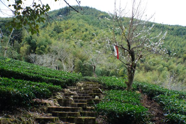 南投 鹿谷 大崙頭山、貓冬望山、樟空倫山、志騰山、竹崙山2993339