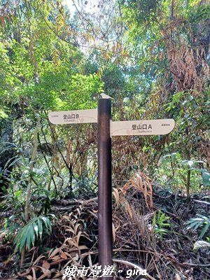 【台中和平】生態廊道。 雪山坑環線步道x巨人之手觀景點2954004