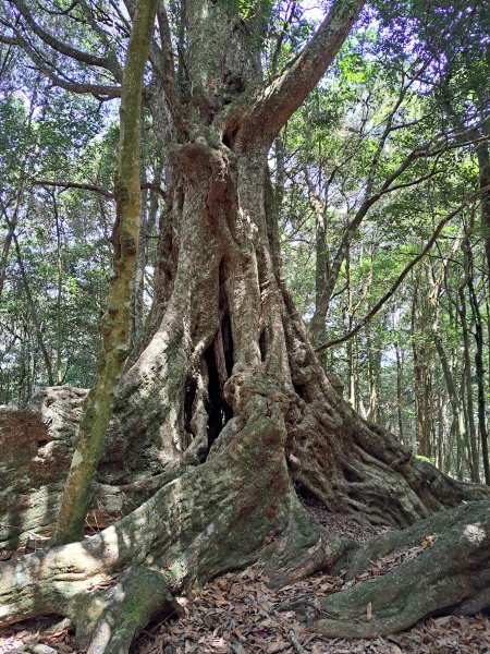 小出山(惠蓀林場上)202304162118343