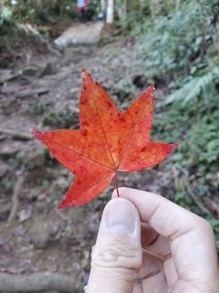 【苗粟 | 馬拉邦山】1227235