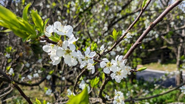 天元宮,楓樹湖,北新庄,淡水老街2430323
