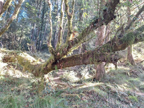 石山+阿毛神木202512112961788