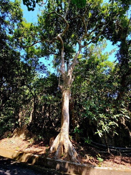墾丁國家森林遊樂區步道群-(屏東)臺灣百大必訪步道2731235