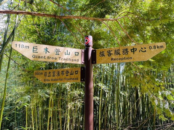 1140825司馬庫斯新巨木園區-司立富瀑布-部落觀景台2871234